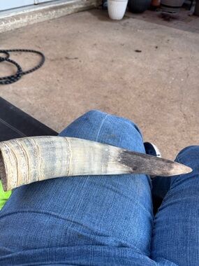 Natural Horn Display Piece - Beige to Dark Brown - Bull, Cow horn. 12+”.